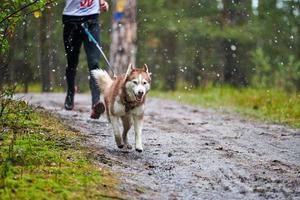 canicross honden mushing race foto