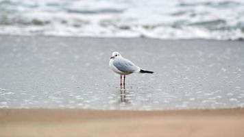 zeemeeuw met zwarte kop bij strand, zee en zandachtergrond foto