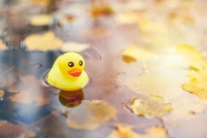 eend speelgoed- in herfst plas met bladeren foto