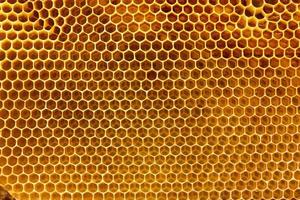 leeg honingraat kader, detailopname structuur van de honingraat. foto