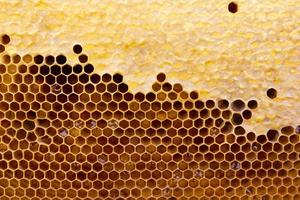 honingraat met een honing textuur. . achtergrond structuur en tekening van een sectie van was- honingraat van foto