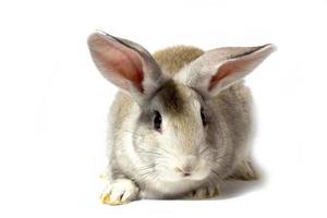 een klein pluizig grijs konijn geïsoleerd Aan een wit achtergrond. Pasen konijn voor de voorjaar vakantie. foto