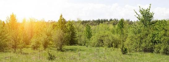 panorama van jong Woud. kalmte Woud foto