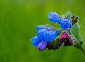 dichtbij visie van bloeiend longkruid Aan een veld- foto