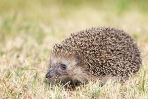 egel op het gras foto