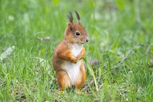 rood eekhoorn zit in de gras.. foto