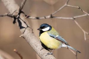 Super goed tit dichtbij omhoog parus majoor foto