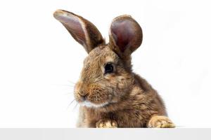 rood pluizig konijn looks Bij de teken. geïsoleerd Aan wit achtergrond Pasen konijn. rood haas voor reclame. foto