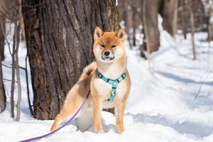 shiba inu hond in winter sneeuw fee verhaal Woud foto