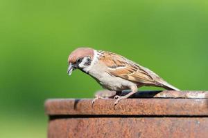 huis mus passer domesticus neergestreken Aan Afdeling foto