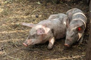 varken landbouw verhogen en fokken van huiselijk varkens foto