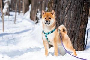 shiba inu hond in winter sneeuw fee verhaal Woud foto
