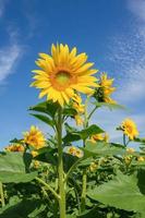 mooi landschap met zonnebloem veld- over- blauw lucht. natuur concept. foto