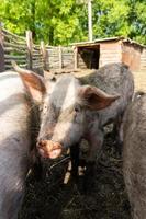 varken landbouw verhogen en fokken van huiselijk varkens. foto