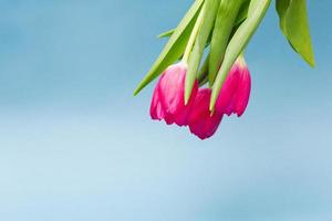 boeket van helder roze tulpen Aan een pastel blauw achtergrond foto