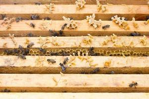 bijen Aan honing kader. fokken bijen. bijenteelt. foto