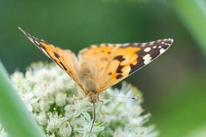 vlinder Aan bloesem bloem in groen natuur.. foto