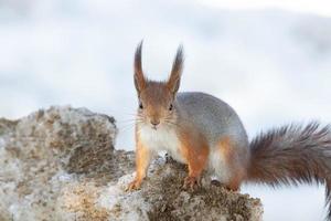 rood eekhoorn zittend Aan een boom Afdeling in winter Woud en knabbelen zaden Aan sneeuw gedekt bomen achtergrond.. foto