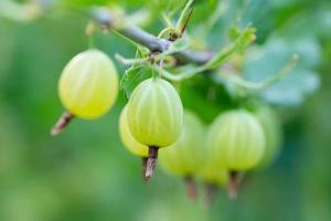 kruisbes bessen ribben uva crispa foto