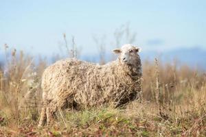 schapen en lam Aan groen gras. foto