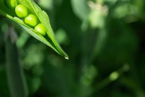 macro van groeit erwten in de veld, rijp vers groen erwten in biologisch boerderij, groen erwten hangende in fabriek. foto