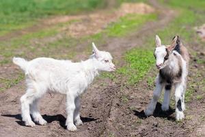 baby geit kinderen staan in lang zomer gras foto