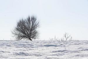 winter zonsopkomst in Rusland natuur landschap foto