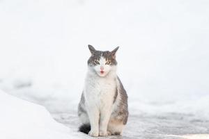 kat schuilplaats in de diep sneeuw. kat wandelen in sneeuw in winter foto