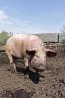 varken landbouw verhogen en fokken van huiselijk varkens. foto