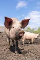 varken landbouw verhogen en fokken van huiselijk varkens. foto