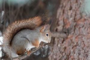 rood eekhoorn zittend Aan een boom Afdeling in winter Woud en knabbelen zaden Aan sneeuw gedekt bomen achtergrond foto