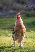 mooi haan staand Aan de gras in wazig natuur groen achtergrond.rooster gaan naar kraai. foto