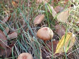 Woud champignons groeide in herfst foto