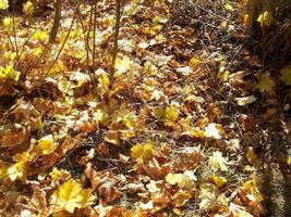 herfst kleurrijk gebladerte in de Woud foto