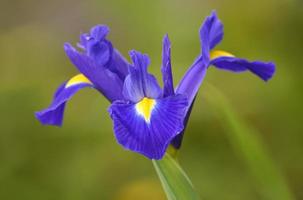 paarse irisbloem