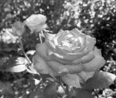 boeket wilde bloemen stekelig roos bloeiend in tuin foto