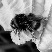 gevleugelde bij vliegt langzaam naar de plant, verzamel nectar voor honing foto