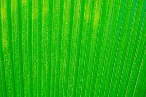 abstract verlicht groen palm blad detail achtergrond. foto