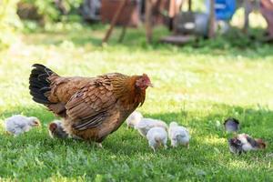 gevogelte in een landelijk tuin. kip en kippen in een gras in de dorp tegen zon foto's. gallus gallus domesticus. gevogelte biologisch boerderij. biologisch landbouw. duurzame economie. natuurlijk landbouw. foto