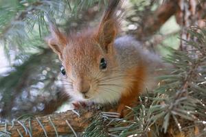 de eekhoorn met noot zit Aan een takken in de voorjaar of zomer. portret van de eekhoorn detailopname. Euraziatisch rood eekhoorn, sciurus vulgair. foto