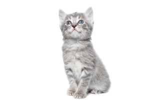 een gestreept rasecht katje zit Aan een wit achtergrond foto
