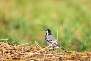 een wit kwikstaart motacilla alba foto