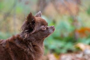 weinig hond aan het liegen Aan de gras foto