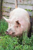 varken landbouw verhogen en fokken van huiselijk varkens.. foto