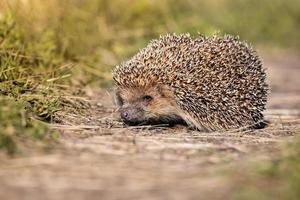 egel Aan de gras.. foto