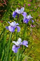 paarse irisbloemen foto