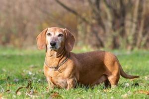 hond teckel aan het liegen Aan de gras foto