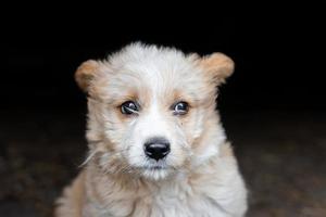 een klein rood puppy Aan een donker achtergrond foto