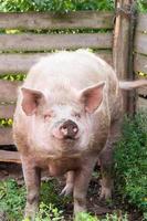 varken landbouw verhogen en fokken van huiselijk varkens. foto