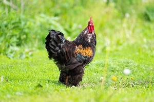 pik Aan de gras. foto